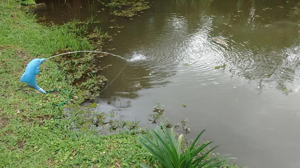 Sitio E Pousada Recanto Dos Ipes เตเรซอโปลิส ภายนอก รูปภาพ